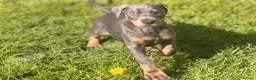Dobermann dogs for sale: Doberman kennel club registered  - Advert 15