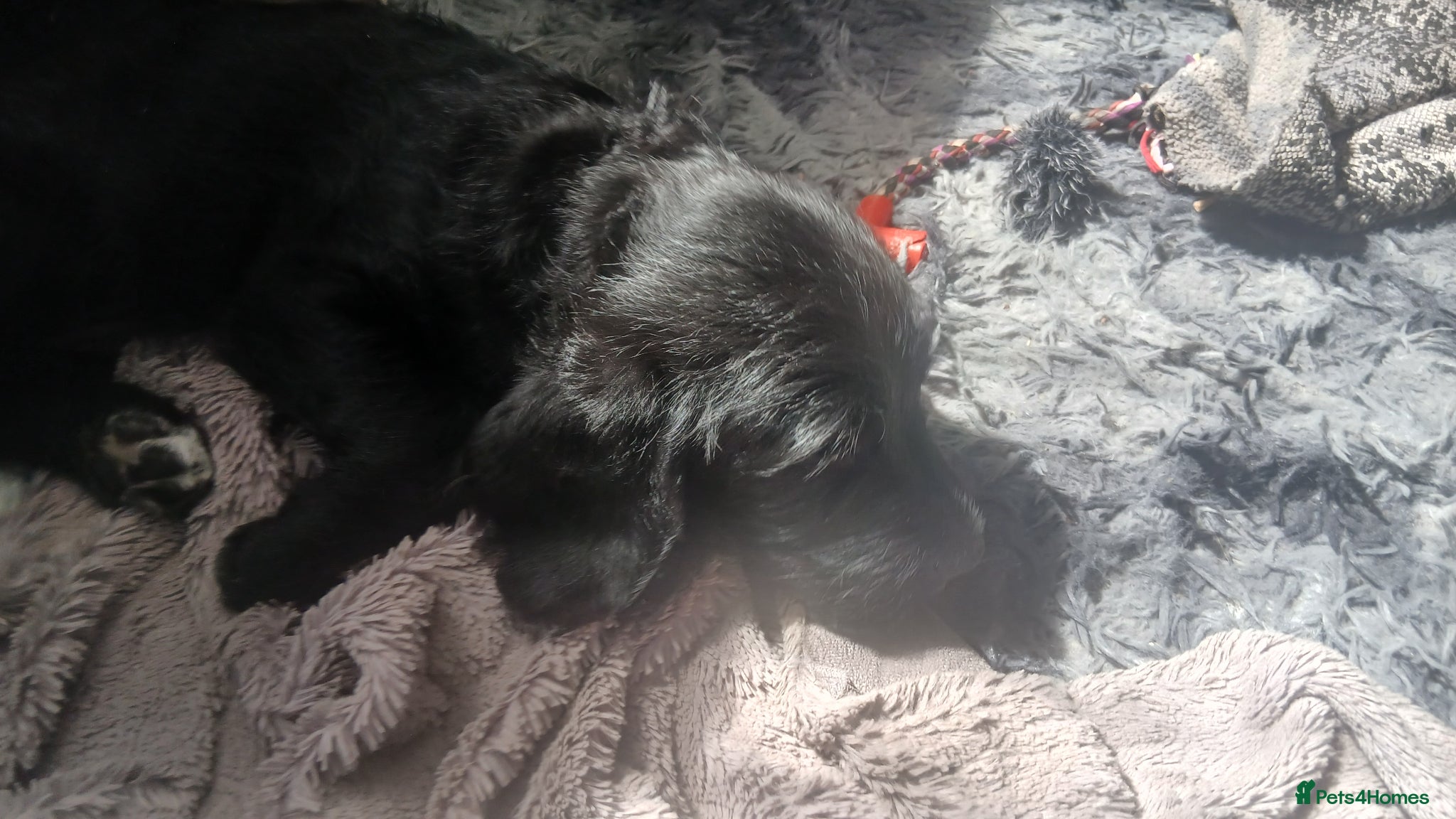 Mixed Breed dogs for sale: Ready Gorgeous Cockapoo x Gold Retriever x pups  - Advert 25