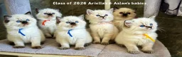 Ragdoll cats for sale: Seal Tabby colourpoint  - Advert 13