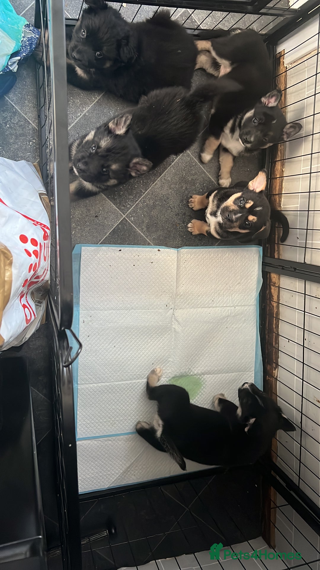 Mixed Breed dogs for sale: Sarah  - Advert 4