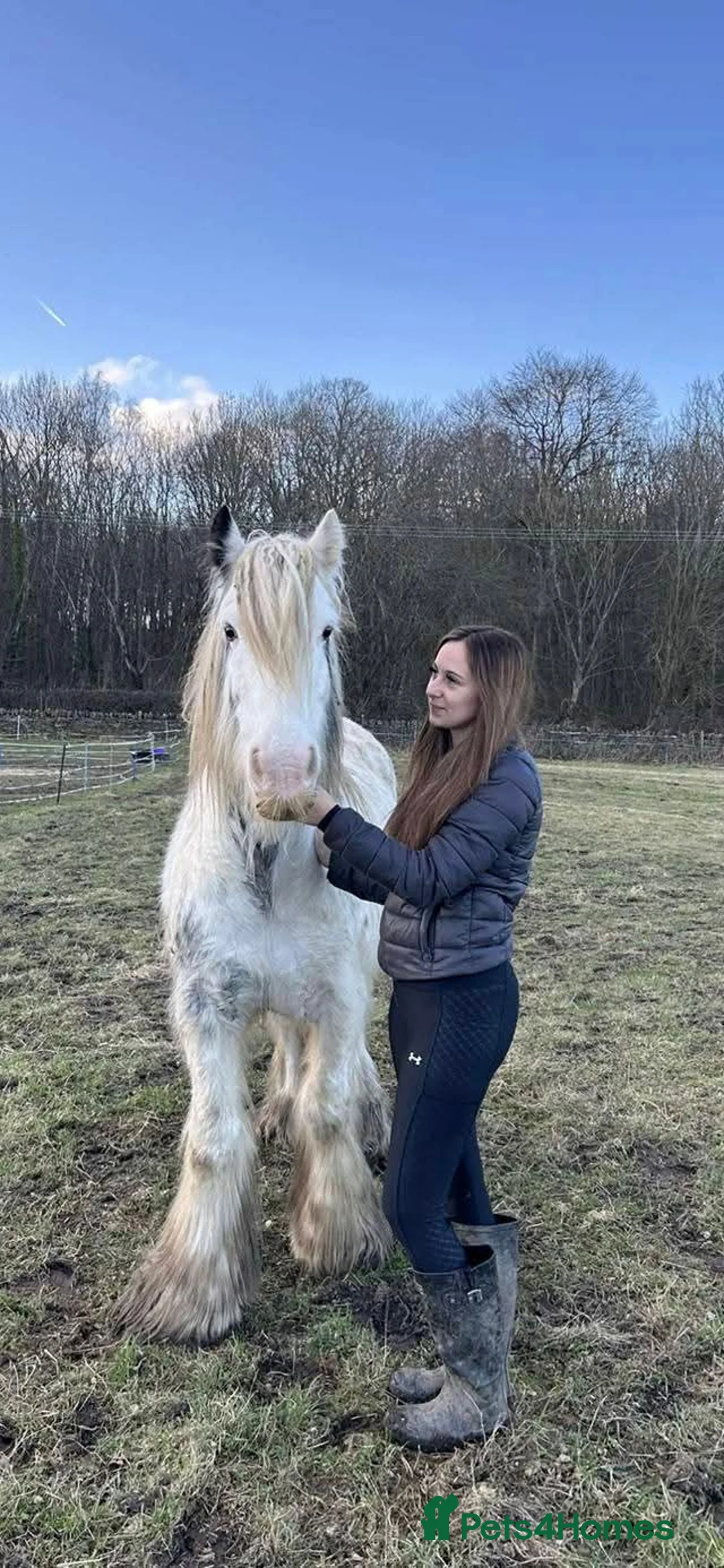 Irish Cob horses for sale: 13.3 cob Gelding - Advert 5