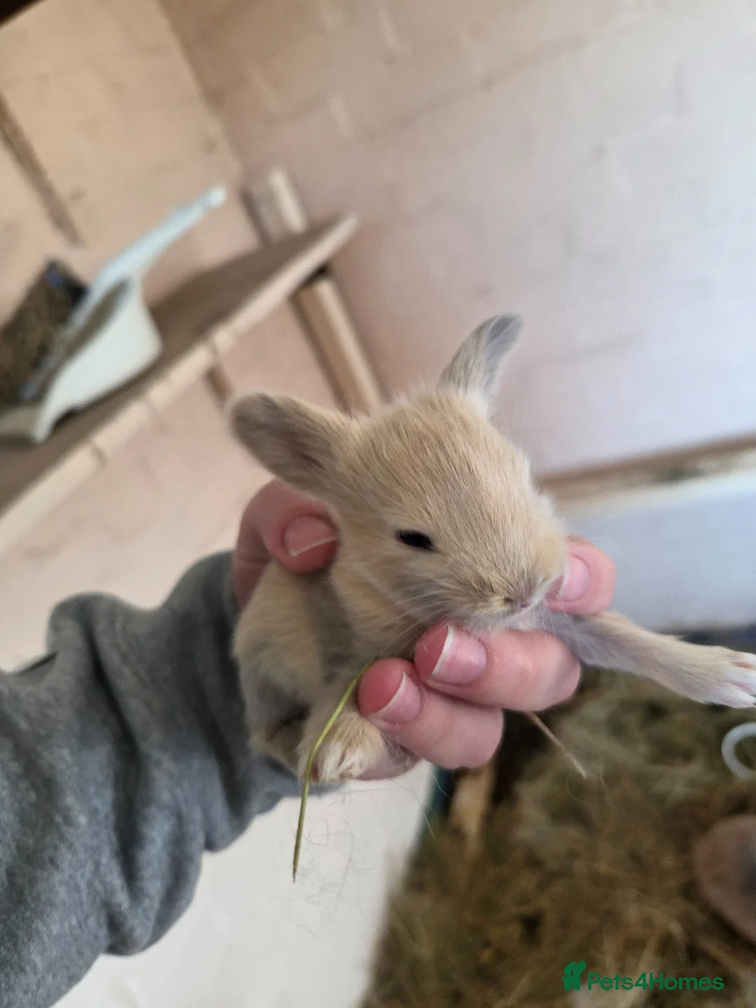 Mini Lion Lop rabbits for sale: 🐰champion line buns 🐰 - Advert 1
