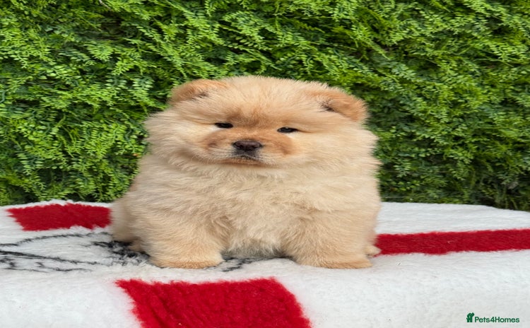 Chow Chow dogs - Advert 5