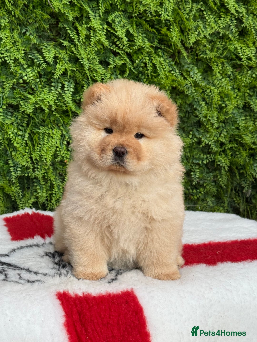 Chow Chow dogs for sale: SHOW QUALITY KC REGISTERED CHOW CHOW PUPPIES - Image 3