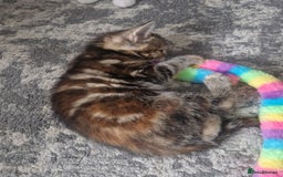 Mixed Breed cats for sale: 3 beautiful semi long haired kittens 8 weeks - Image 3