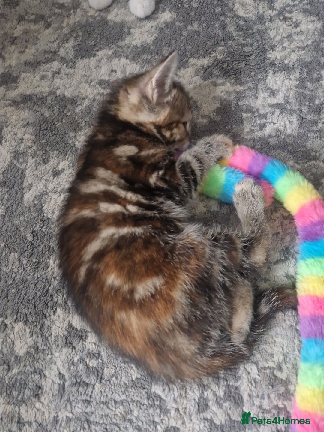 Mixed Breed cats for sale: 3 beautiful semi long haired kittens 8 weeks - Image 3