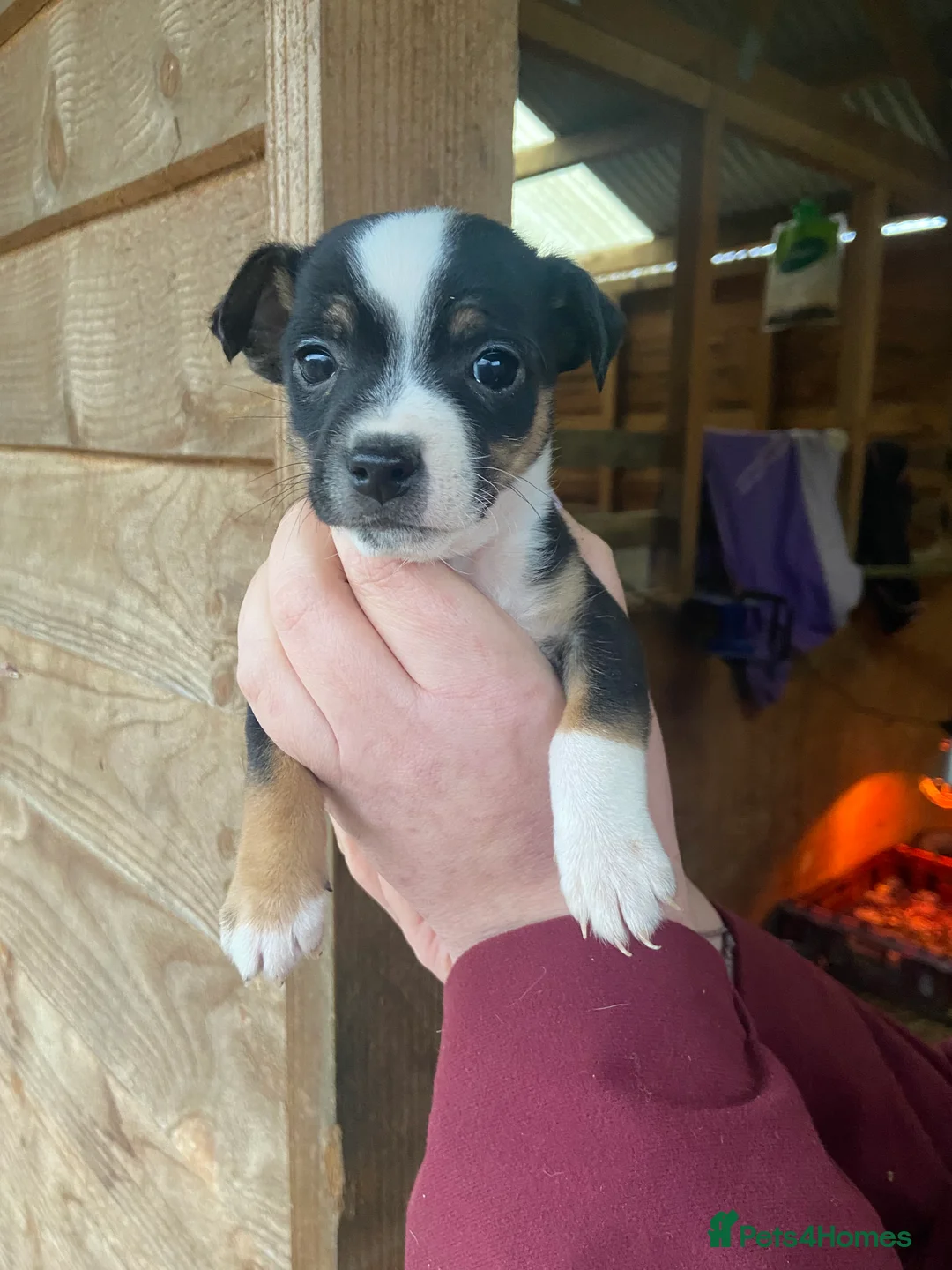 Jack Russell dogs for sale: Beautiful True to type Jack Russell  - Advert 2