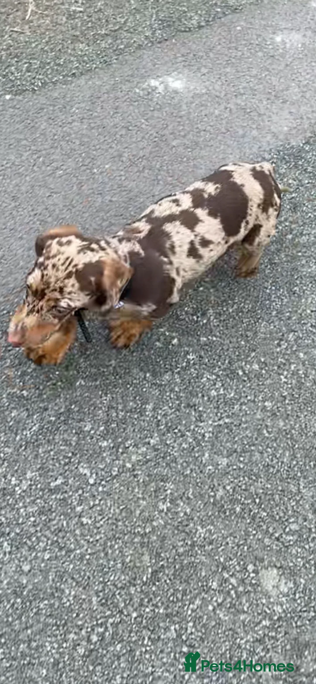 Miniature Dachshund dogs for sale: MINIATURE DASCHUND (Not standard) - Advert 1