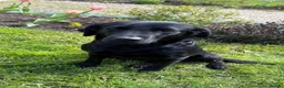 Labrador Retriever dogs for sale: Stunning Labrador puppies born 5.6.26  in Salisbury - Advert 2