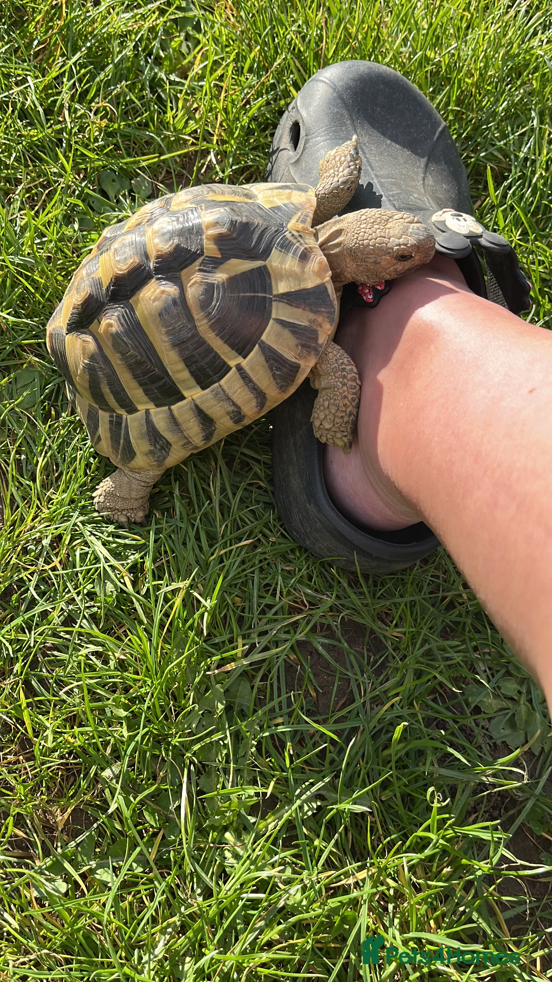 Hermann Tortoise reptiles for sale: Dash the Herman Tortoise  in Lewes - Advert 5