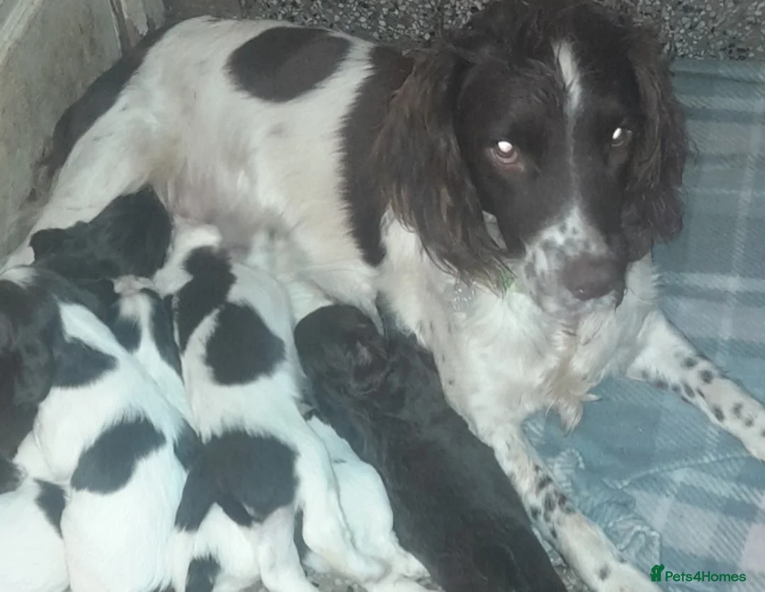 Sprocker dogs for sale: Beautiful Sprocker Litter - Advert 20