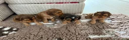 Cockapoo dogs for sale: Smooth cockapoo puppies - Advert 23
