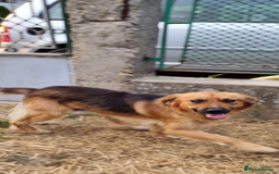 Mixed Breed dogs for adoption: Home Need Urgently  - Image 7
