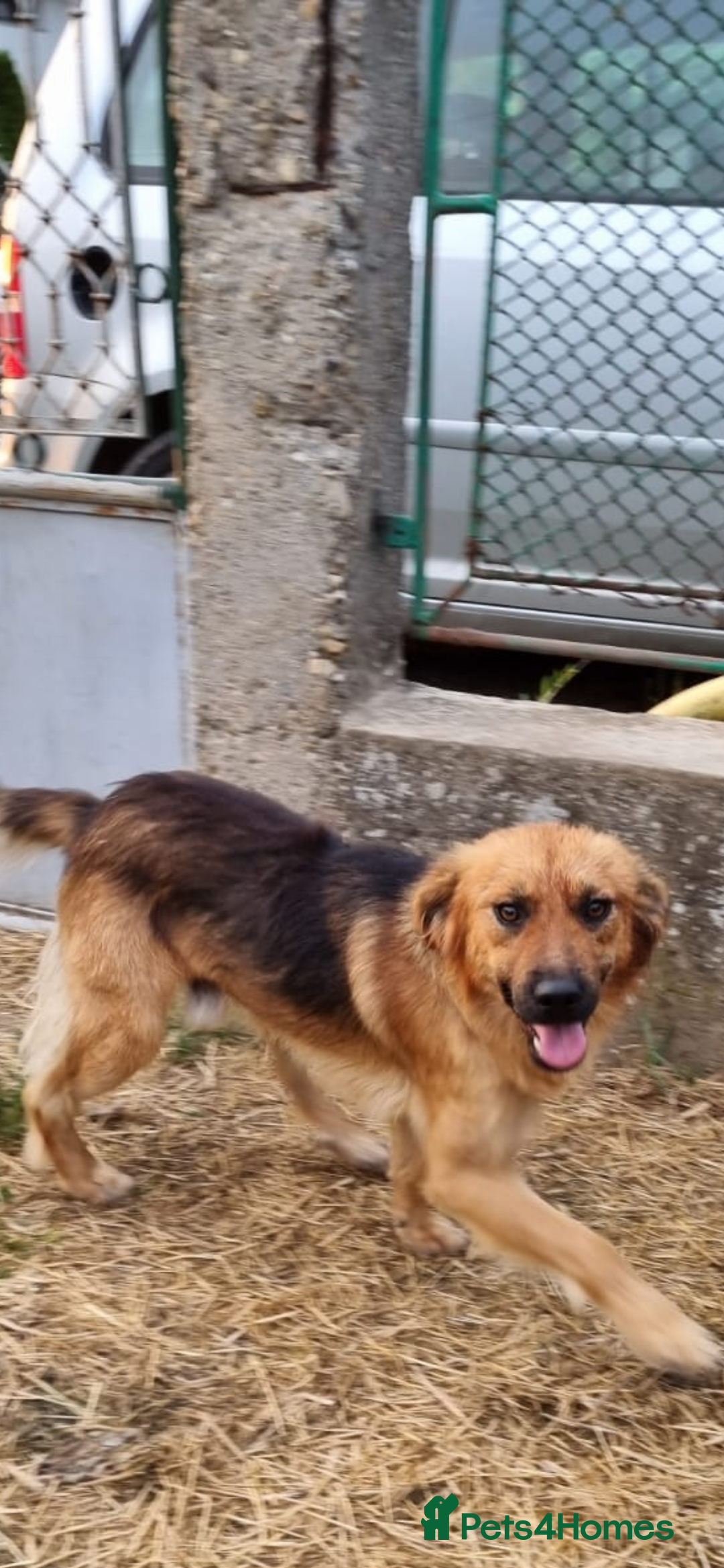 Mixed Breed dogs for adoption: Home Need Urgently  - Image 7