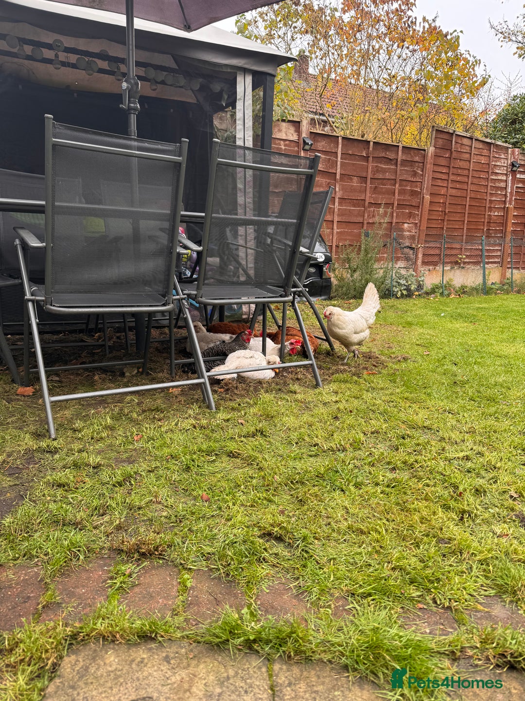 Chickens poultry for sale: x 8 Egg laying chickens  - Image 4