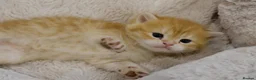 British Shorthair cats for sale: Stunning BSH golden kittens TICA  - Advert 10