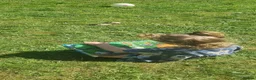 Tortoise reptiles for sale: Two Horsefield Tortoises (1 Male 1 Female) - Advert 5