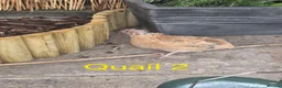 Quail poultry for sale: Male courtinix quail  in Heanor - Advert 3