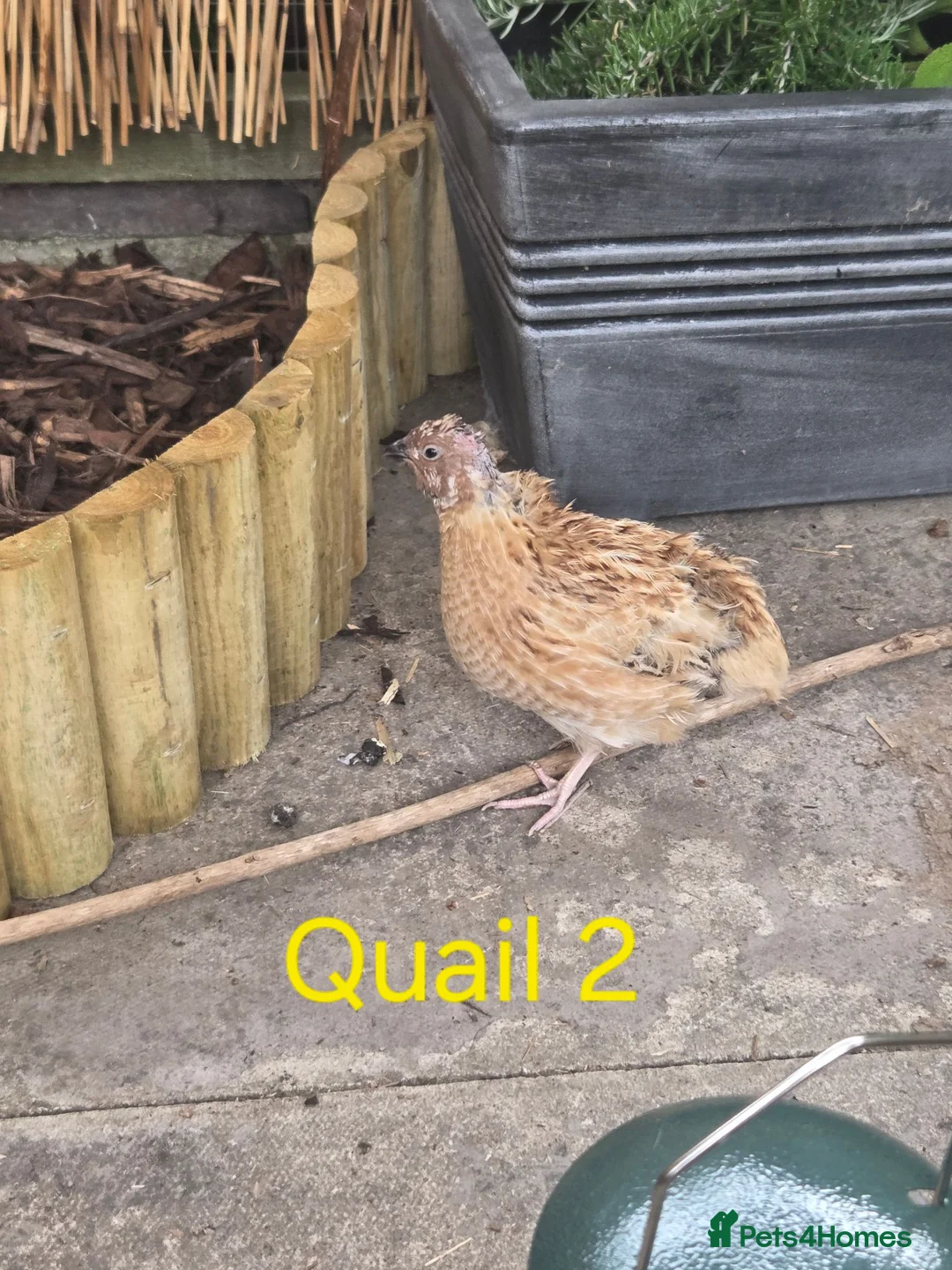 Quail poultry for sale: Male courtinix quail  in Heanor - Advert 3