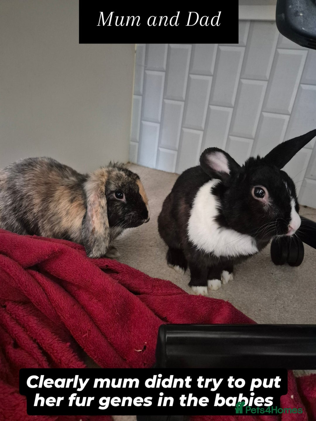 Mini Lop rabbits for sale: 5 Black and White Dutch x Mini Lop Babies - Advert 12