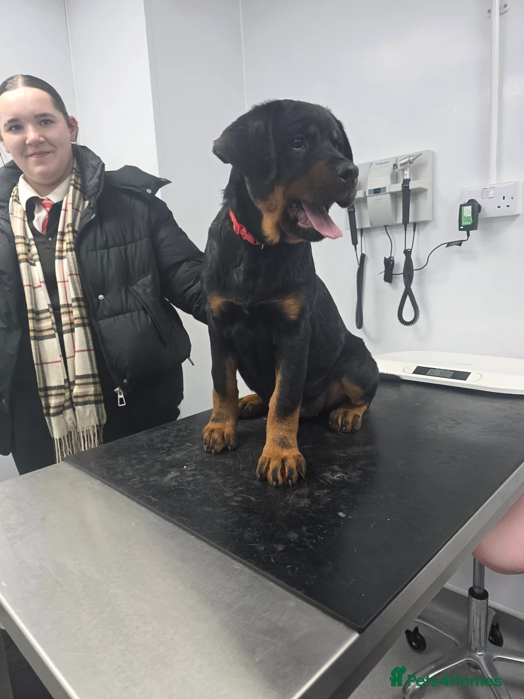 Rottweiler dogs for sale: Rottweiler puppies  - Advert 31