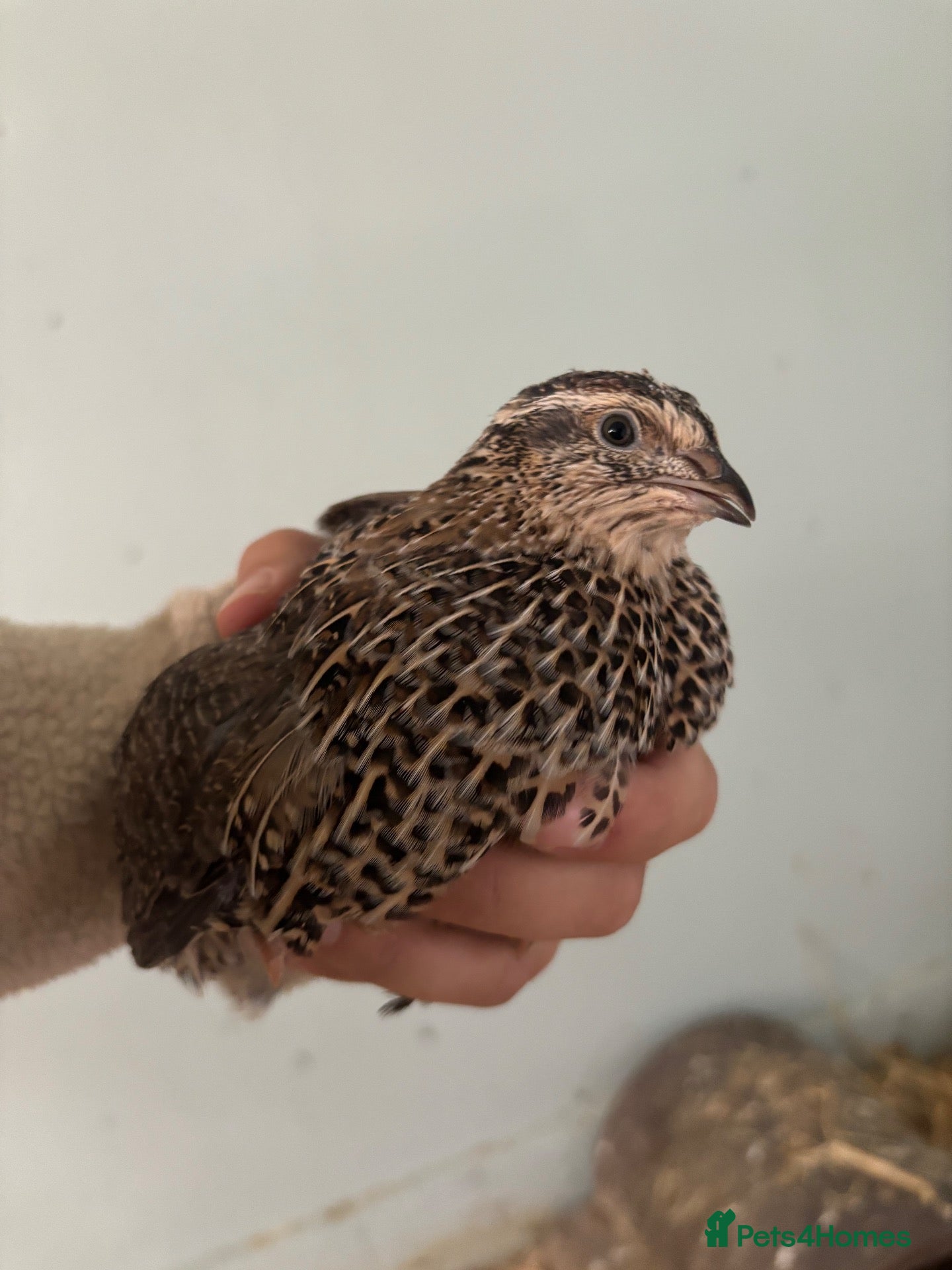 Quail poultry Quail - Hens and Roos - Advert 11