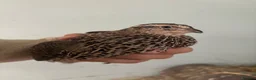 Quail poultry for sale: Quail - Hens and Roos - Advert 1