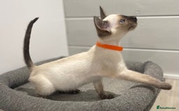 Siamese cats for sale: GCCF Registered Pure Traditional Siamese.  - Image 2