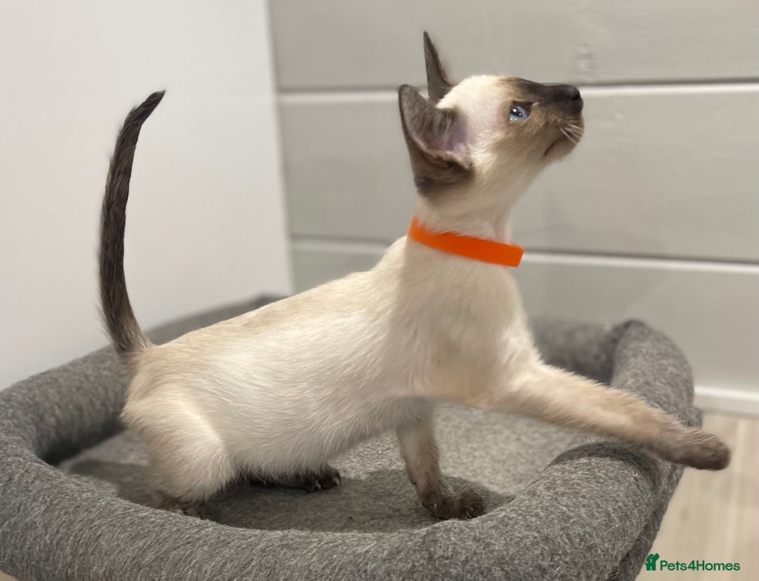 Siamese cats for sale: GCCF Registered Pure Traditional Siamese.  - Image 2
