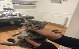 Bengal cats for sale: Kittens - Image 6
