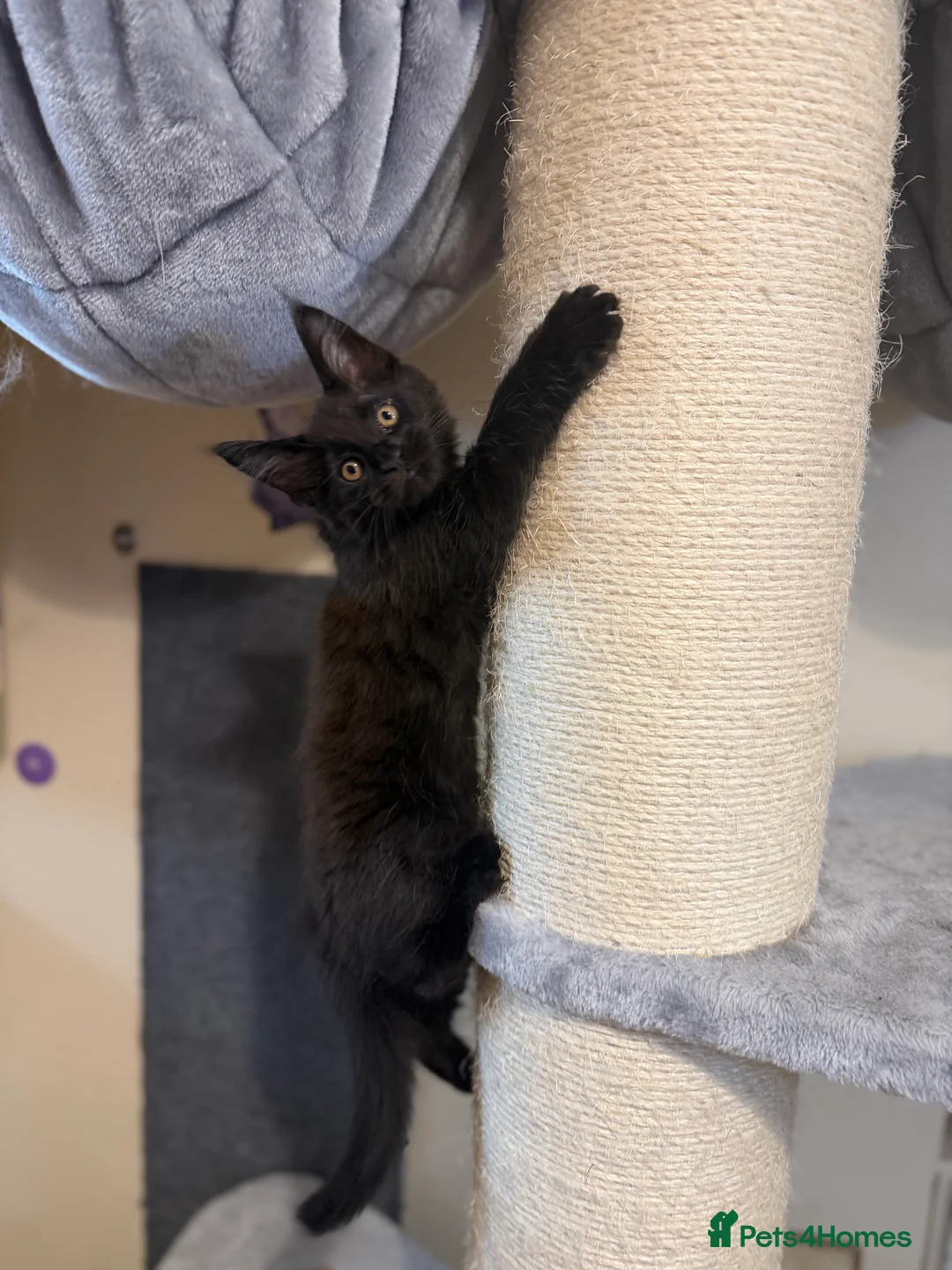 Maine Coon cats for sale: 5 Beautiful Mainecoon Kittens ❤️  - Advert 4