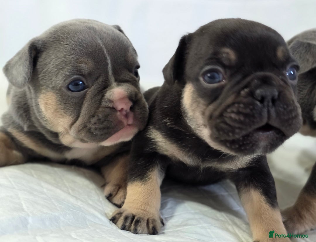 French Bulldog dogs for sale: TOP QUALITY KC REG FRENCHIES AVAILABLE  - Image 3