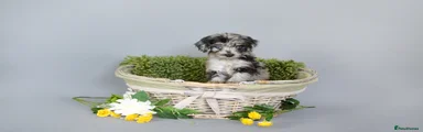 Cavapoo 7