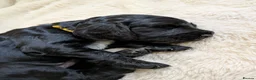 Cocker Spaniel dogs for sale: 🐾🐶Beautiful black show type cocker spaniels 🐾🐶 in Alton - Advert 8