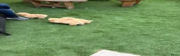 Miniature Poodle dogs for sale: 4 miniature Poodle Boys  - Advert 2