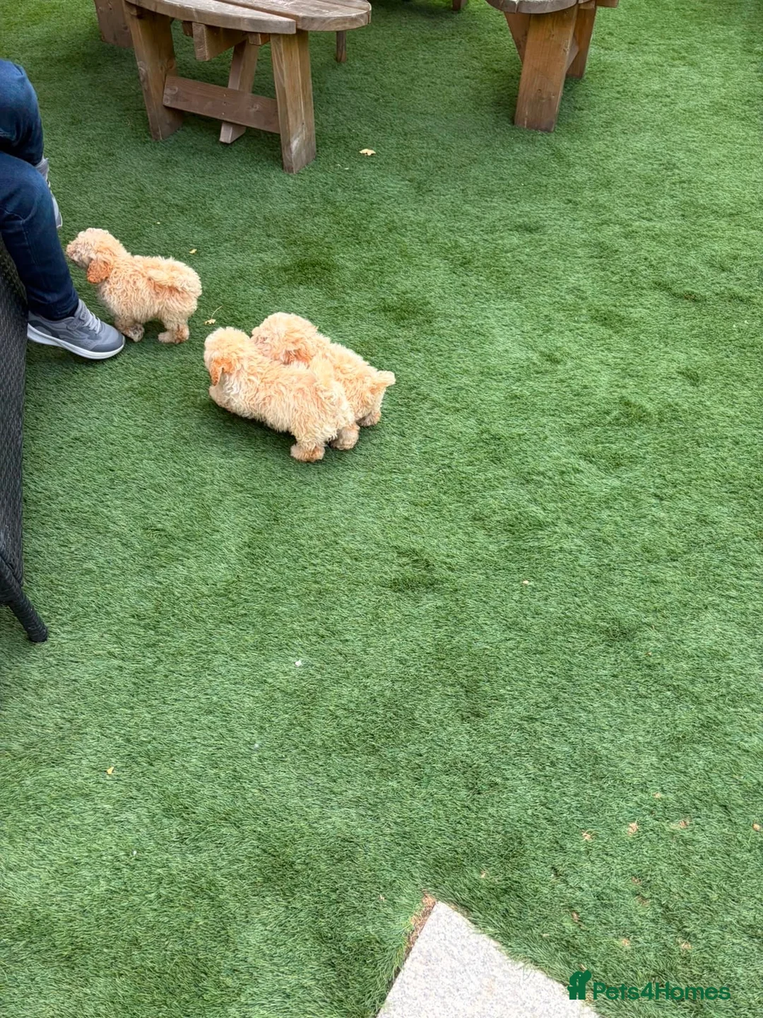 Miniature Poodle dogs for sale: 4 miniature Poodle Boys  - Advert 2