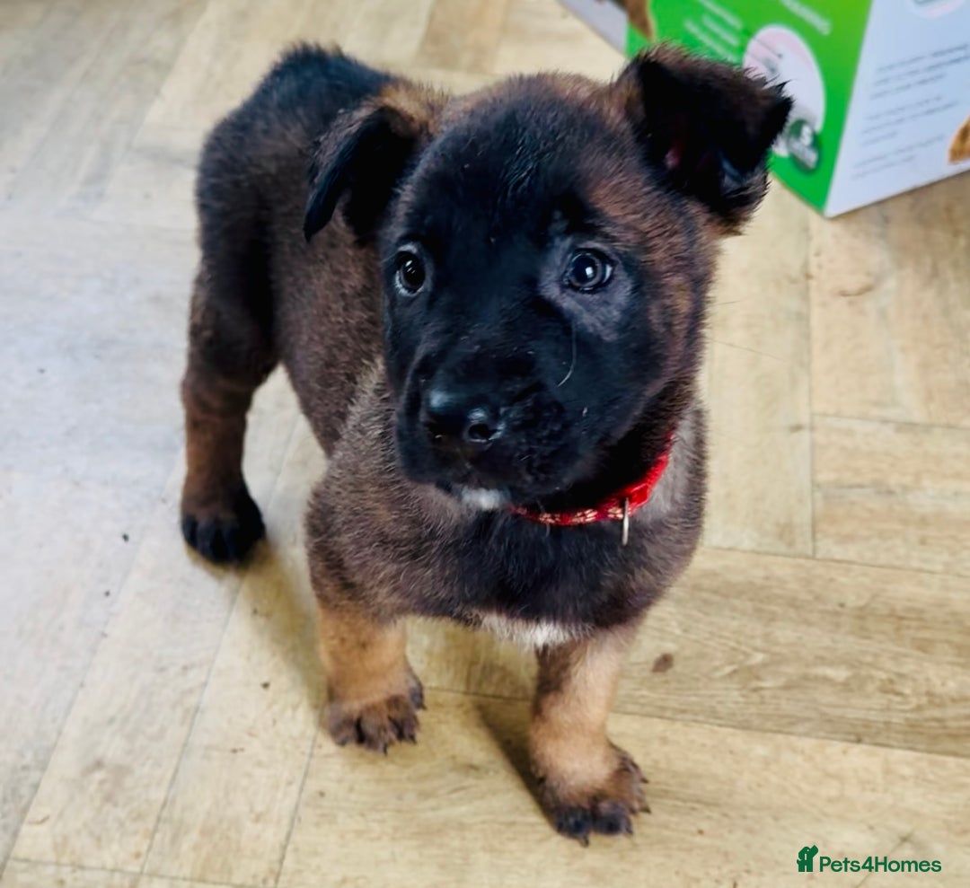 Belgian Shepherd Dog dogs for sale: Skye x Nines last litter ever! Now Reduced 2 left! - Advert 34