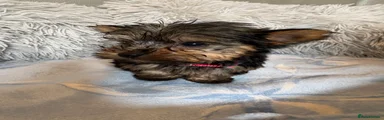 Yorkshire Terrier 1