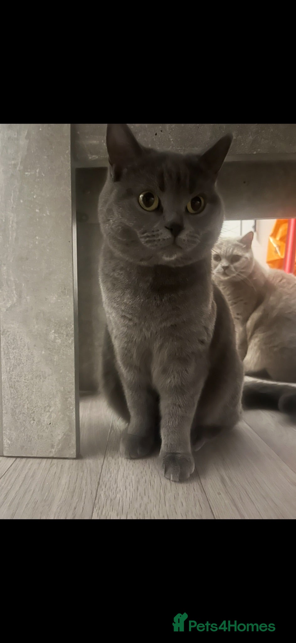 British Shorthair cats 4 year old Russian blue/British short hair mix - Advert 1