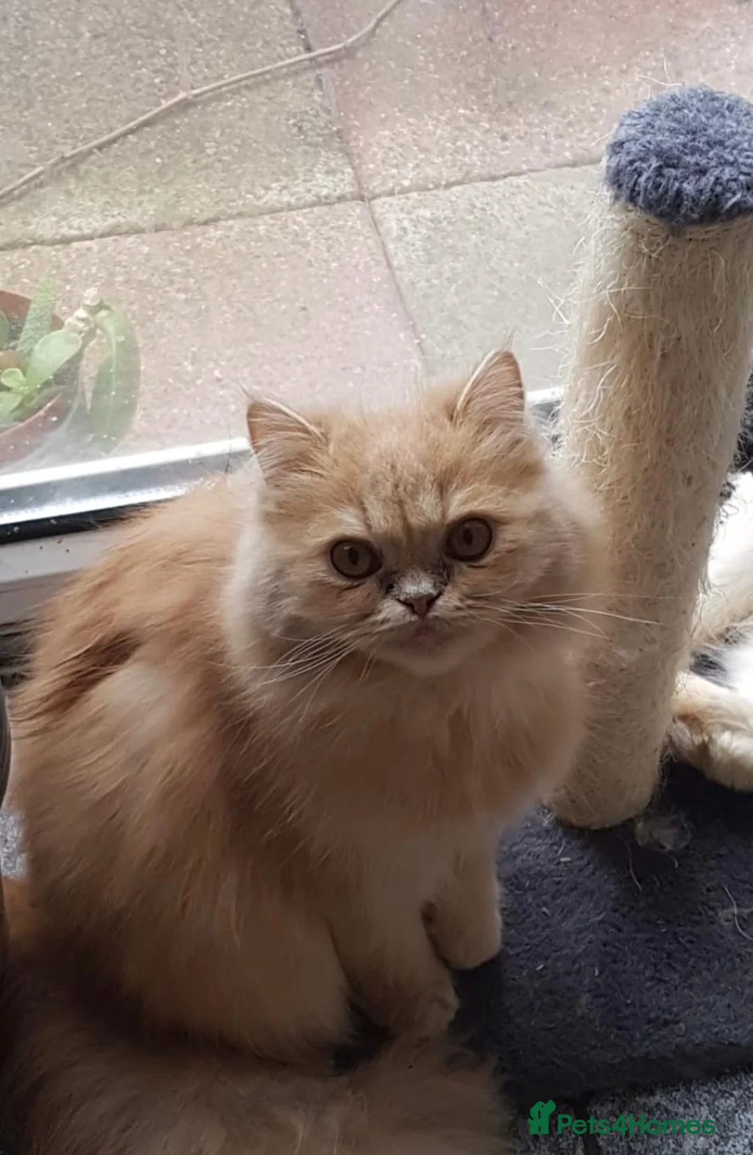 Persian cats for sale: Two Beautiful Blue Persian Kittens💙 - Advert 4