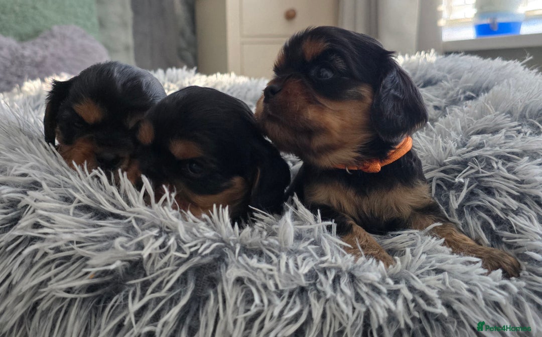 Cavalier King Charles Spaniel dogs for sale: Beautiful Cavalier King Charles Puppies  - Advert 4
