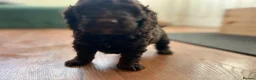 Cockapoo dogs for sale: Beautiful Cockapoo* Toy Poodle Puppies  - Advert 6