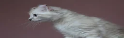 American Curl cats for sale: Pure American curl kittens  - Advert 18
