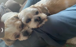 Shih Tzu dogs for sale: Coco & Mia (Not puppies)  - Image 7