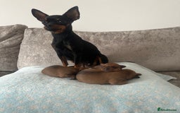 Miniature Pinscher dogs for sale: LAST PUP! Exceptional Miniature Pinscher Puppies - Image 33