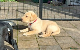 Labrador Retriever dogs for sale: Two Adorable Golden Labrador Girls - Image 1