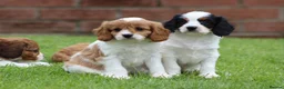 Cavapoo dogs for sale: Beautiful Cavapoo puppies for sale - Advert 16