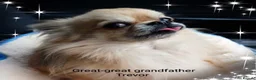 Chihuahua dogs for sale: Stunning long coat chihuahua puppies  - Advert 21