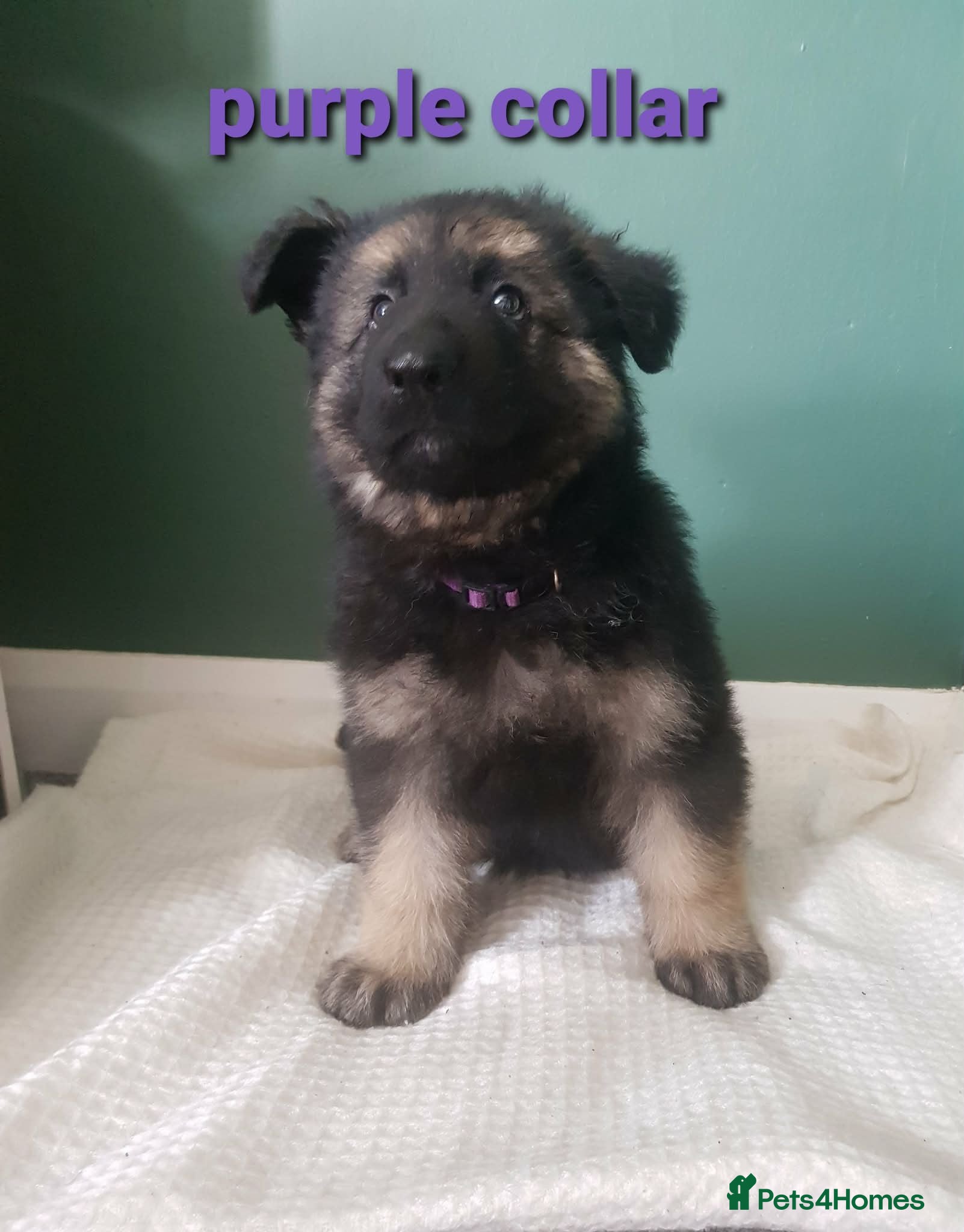 German Shepherd dogs 1 GIRL REMAINING Beautiful German shepherd puppies - Advert 4