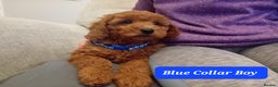 Goldendoodle dogs for sale: Goldendoodle puppies - Advert 8